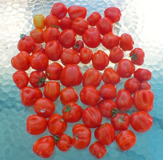 Selbo's photo SelbosAug16_zpsafdb57df.jpg